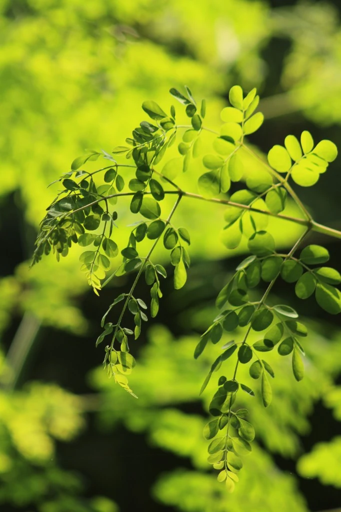 Fresh green moringa leaves glowing in natural sunlight