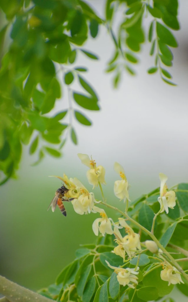 Honeybee pollinating pale yellow moringa flowers among green leaves
